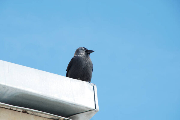 Corvus monedula - вид птиц рода Hook          