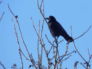 Kanca, karga, karga (Corvus corax)