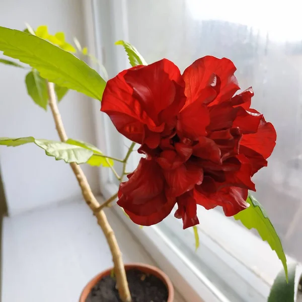 Chinese hibiscus, or Chinese rose