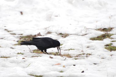 Kanca, karga, karga (Corvus corax)