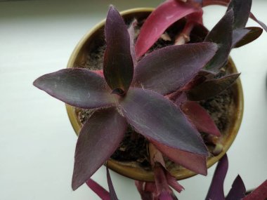 Reo (Rhoeo Hance) Komelinovykh ailesine takdim edilir.