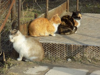 Evcil kedi ya da evcil kedi (Felis Silvestris catus)                    