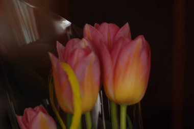 Lale, zambak familyasından bir bitki cinsidir.