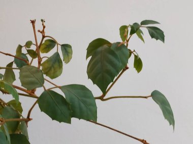  Epiphyllum (lat. Epiphyllum) - kaktüs ailesinin epifitik kaktüsü cinsi.