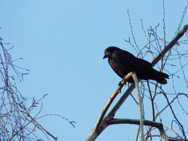 Kanca, karga, karga (Corvus corax)