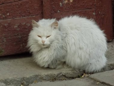 Evcil kedi ya da evcil kedi (Felis Silvestris catus)                    