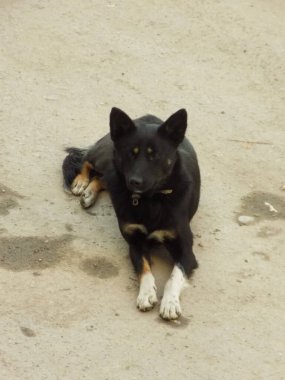 Köpek ya da evcil köpek (Canis lupus familiaris))              