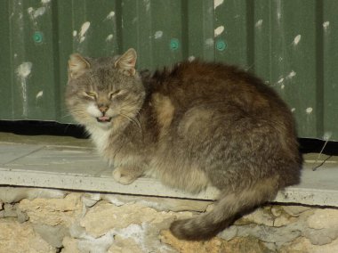 Evcil kedi ya da evcil kedi (Felis Silvestris catus)                    