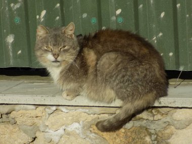 Evcil kedi ya da evcil kedi (Felis Silvestris catus)                    