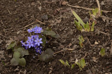 Kardamlası (Scilla) - Asparagaceae familyasından bir bitki cinsi.
