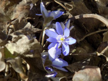 Kardamlası (Scilla) - Asparagaceae familyasından bir bitki cinsi.