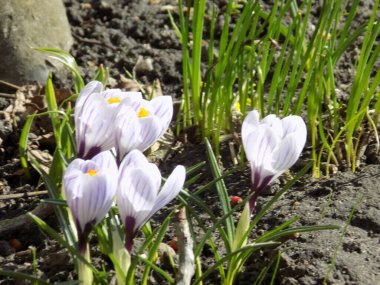 Bahar safranı ya da bahar gülü.