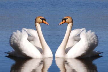 Kuğu Kuğu (Kuğu rengi))