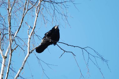 Kanca, karga, karga (Corvus corax)