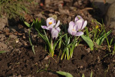 Bahar safranı ya da bahar gülü.