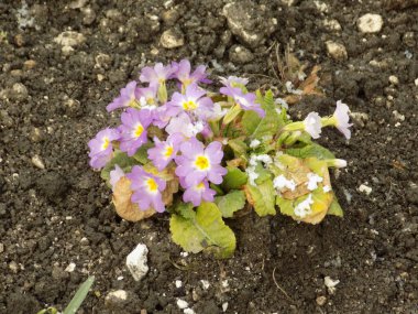 Çuha çiçeği veya çuha çiçeği (Primula)