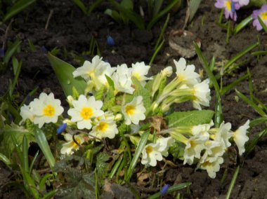 Çuha çiçeği veya çuha çiçeği (Primula)