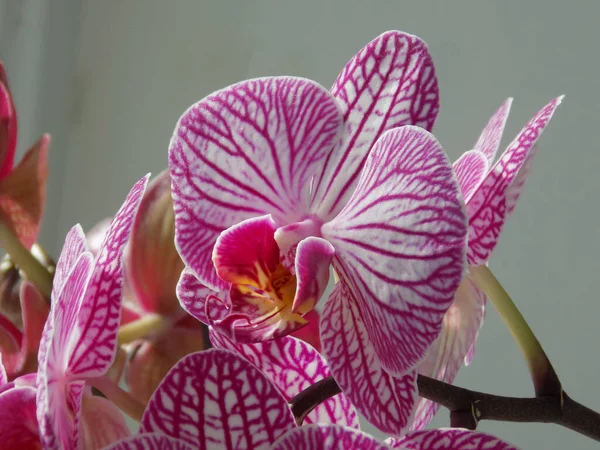 Zozuliantsev Eller Orchidaceae Orchidaceae Hemlandet För Monocotyledons Perenna Terrestra Eller — Stockfoto