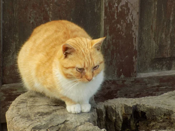 Domácí Kočka Nebo Domácí Kočka Felis Silvestris Catus — Stock fotografie