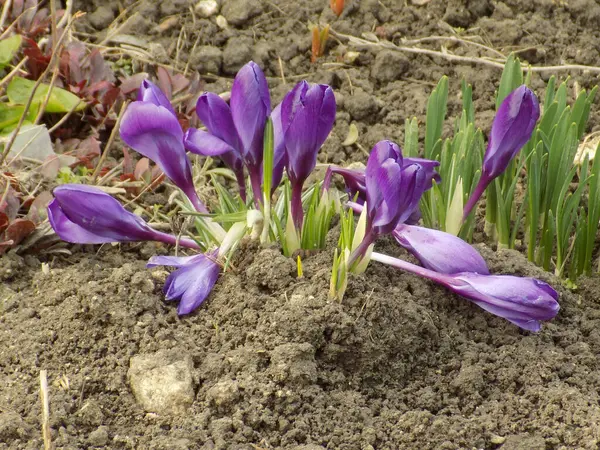 Szafran Wiosenny Lub Krokus Wiosenny — Zdjęcie stockowe