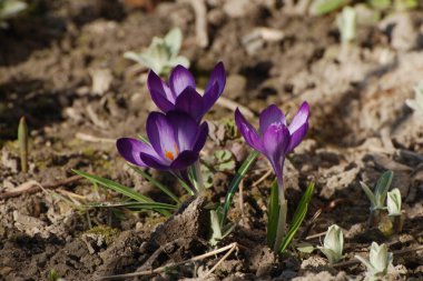 Bahar safranı ya da bahar gülü.