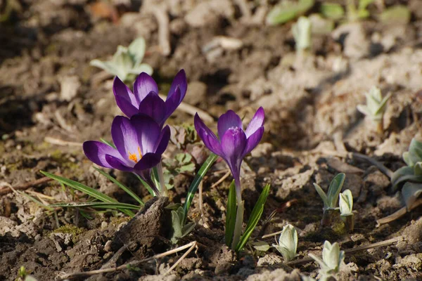 Frühlings Safran Oder Frühlings Krokus — Stockfoto