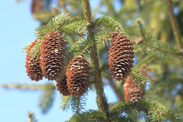 Cones Uma Árvore — Fotografia de Stock