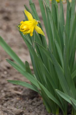 Narcissus, narcissus, marcis (Narcissus)
