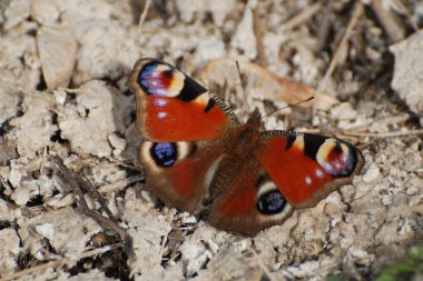 Ayçiçeği tavus kuşu gözü, ayçiçeği tavus kuşu