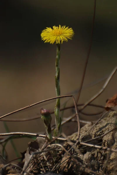 Coltsfoot Moeder Stiefmoeder Tussilago Farfarfara — Stockfoto