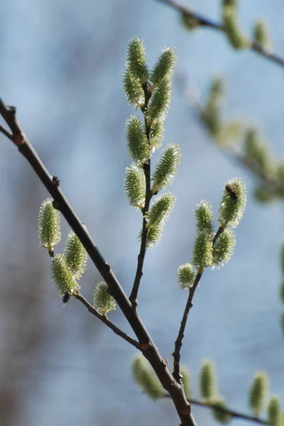 Willow Salix Helyettes Fűzfa — Stock Fotó