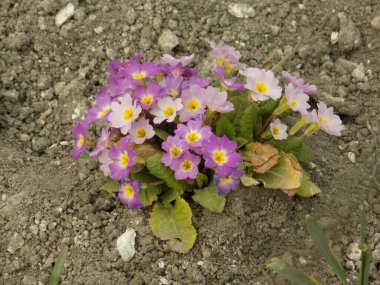 Çuha çiçeği veya çuha çiçeği (Primula)