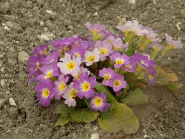 Çuha çiçeği veya çuha çiçeği (Primula)