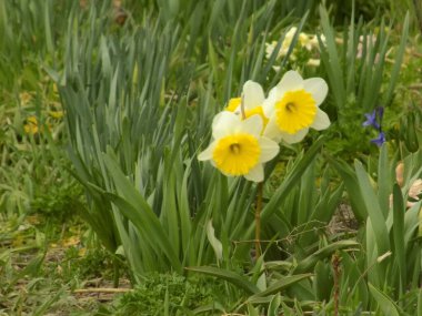 Narcissus, narcissus, marcis (Narcissus)