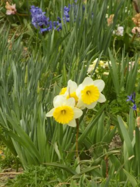 Narcissus, narcissus, marcis (Narcissus)