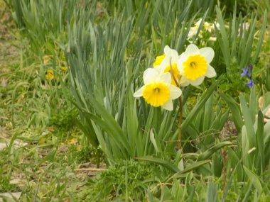 Narcissus, narcissus, marcis (Narcissus)