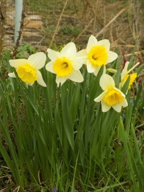 Narcissus, narcissus, marcis (Narcissus)