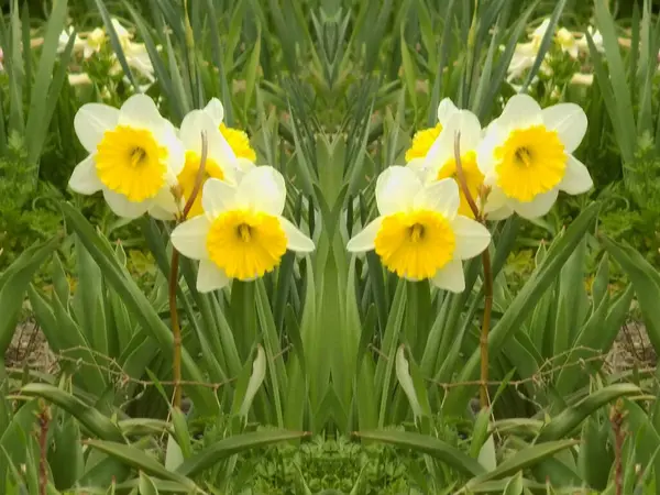Нарцис Нарцис Маріс Narcissus — стокове фото