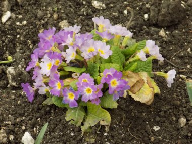 Çuha çiçeği veya çuha çiçeği (Primula)