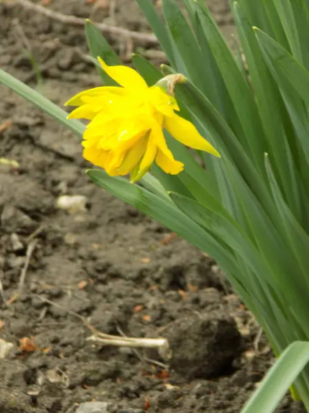 Narziss Narziss Marcis Narziss — Stockfoto