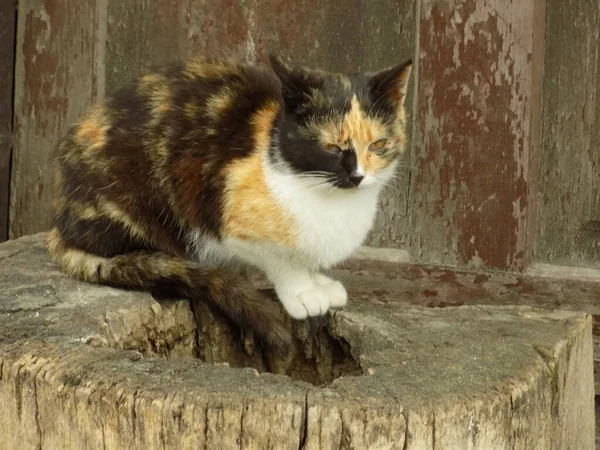 Κατοικίδια Γάτα Οικιακή Γάτα Felis Silvestris Catus — Φωτογραφία Αρχείου