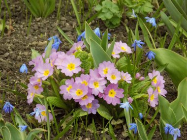 Çuha çiçeği veya çuha çiçeği (Primula)