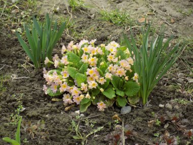 Çuha çiçeği veya çuha çiçeği (Primula)