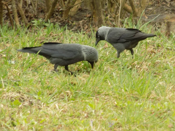 Corvus Monedula Uma Espécie Ave Gênero Hook — Fotografia de Stock