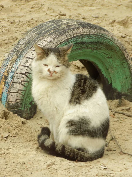 Gato Doméstico Gato Doméstico Felis Silvestris Catus — Fotografia de Stock