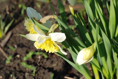 Narcissus, narcissus, marcis (Narcissus)          
