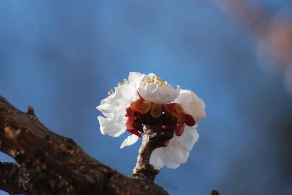 Floraison Printanière Fruits Noyau Fleurs Abricot — Photo