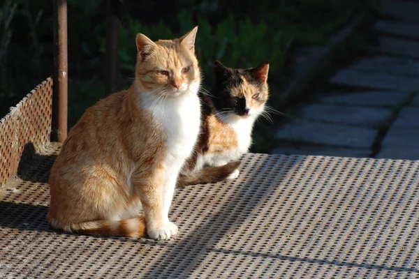 Evcil kedi ya da evcil kedi (Felis Silvestris catus)                    