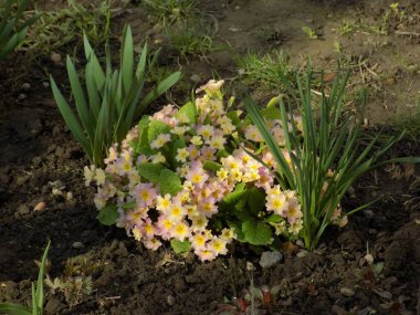 Çuha çiçeği veya çuha çiçeği (Primula)