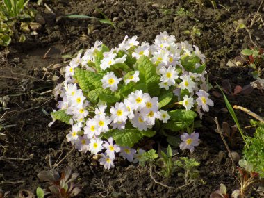Çuha çiçeği veya çuha çiçeği (Primula)
